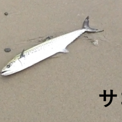 まさかのサゴシ！( °ω° )